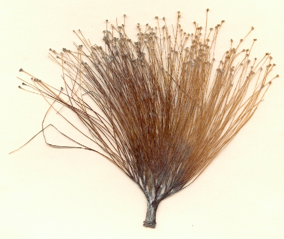 Bombacopsis cubensis, flor