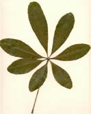 Bombacopsis cubensis, haz