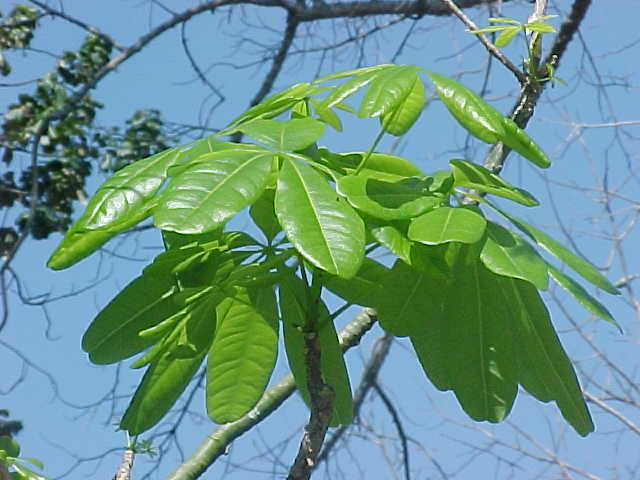 Bombacopsis cubensis, ramas