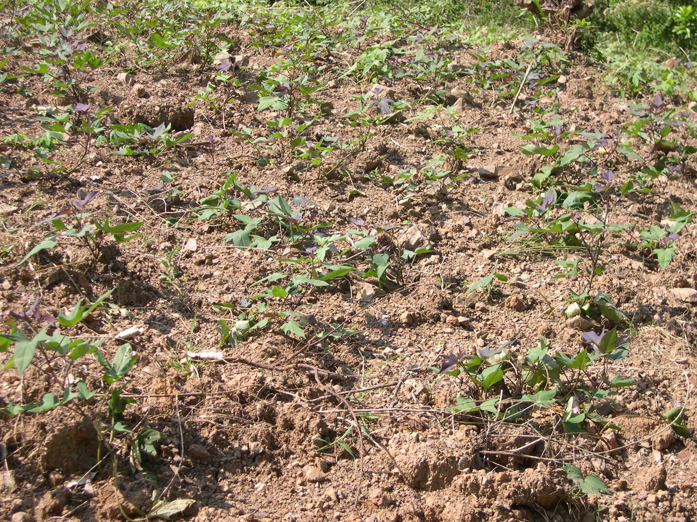 sweet potato cultivation