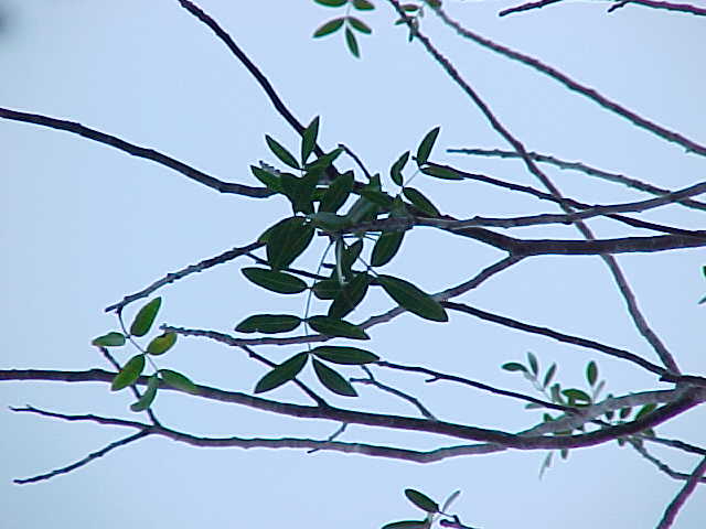 Bursera shaferi, branches