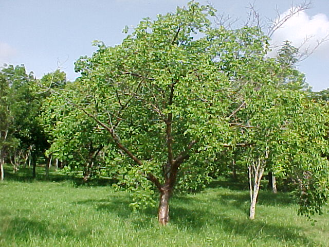Bursera simaruba