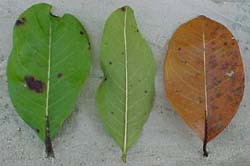 Byrsonima crassifolia