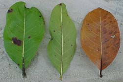 Byrsonima crassifolia