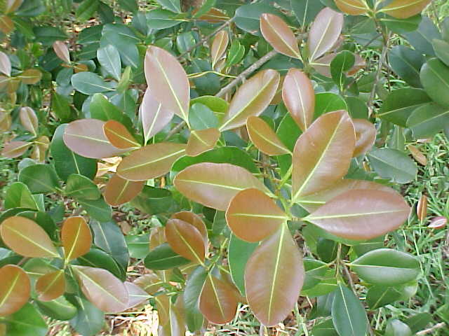 Calophyllum antillanum, ramas