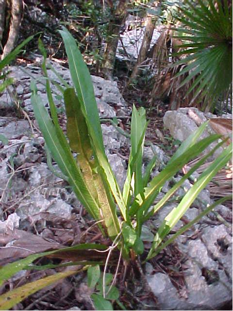 Campyloneurum phyllitidis