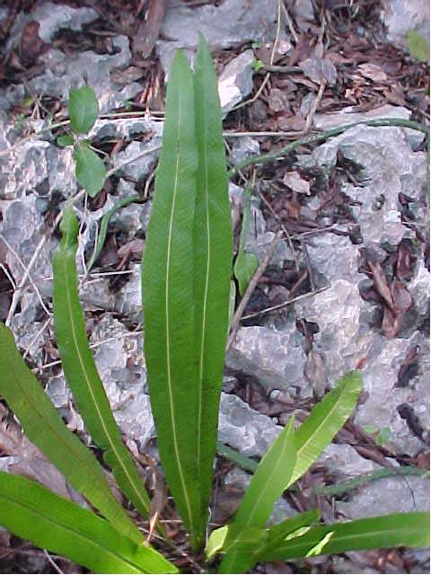 Campyloneurum phyllitidis