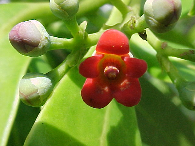 Canella winterana, flower and buds