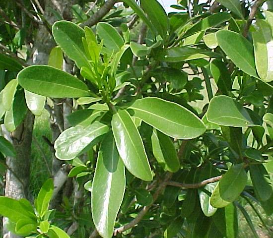 Canella winterana, branch