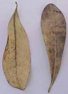 Canella winterana, hojas muertas