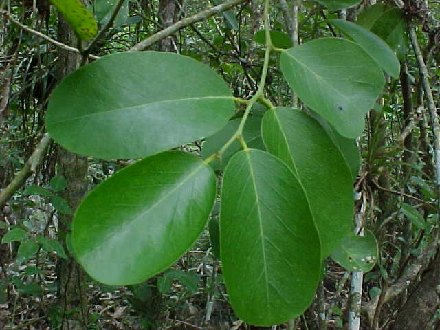 Capparis flexuosa, rama