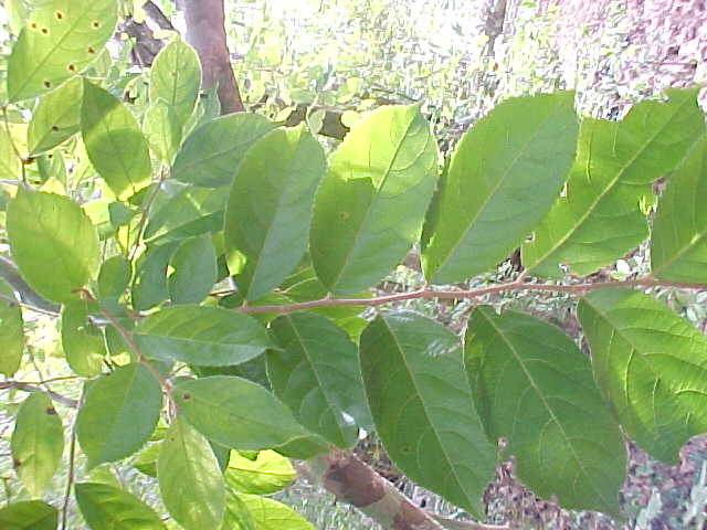Casearia guianensis, rama