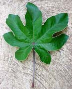 Cecropia peltata, haz