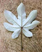 Cecropia peltata, env&eacute;s