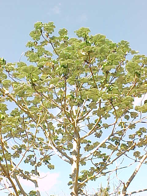 Cecropia peltata