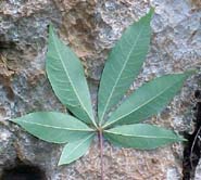 Ceiba pentandra, env&eacute;s