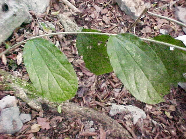 Celtis iguanaea, hojas