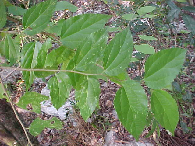 Celtis trinervia, rama