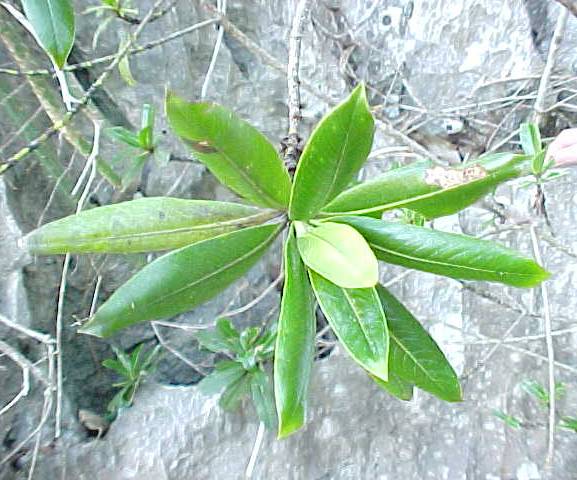 Ceratopyxis verbenacea, rama