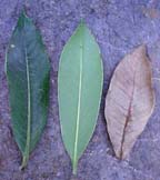 Ceratopyxis verbenacea