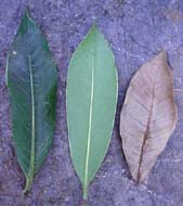 Ceratopyxis verbenacea