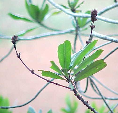 Ceratopyxis verbenacea