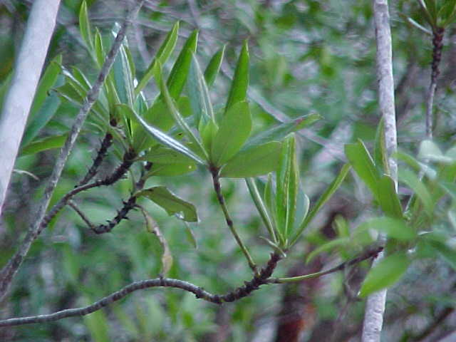 Ceratopyxis verbenacea