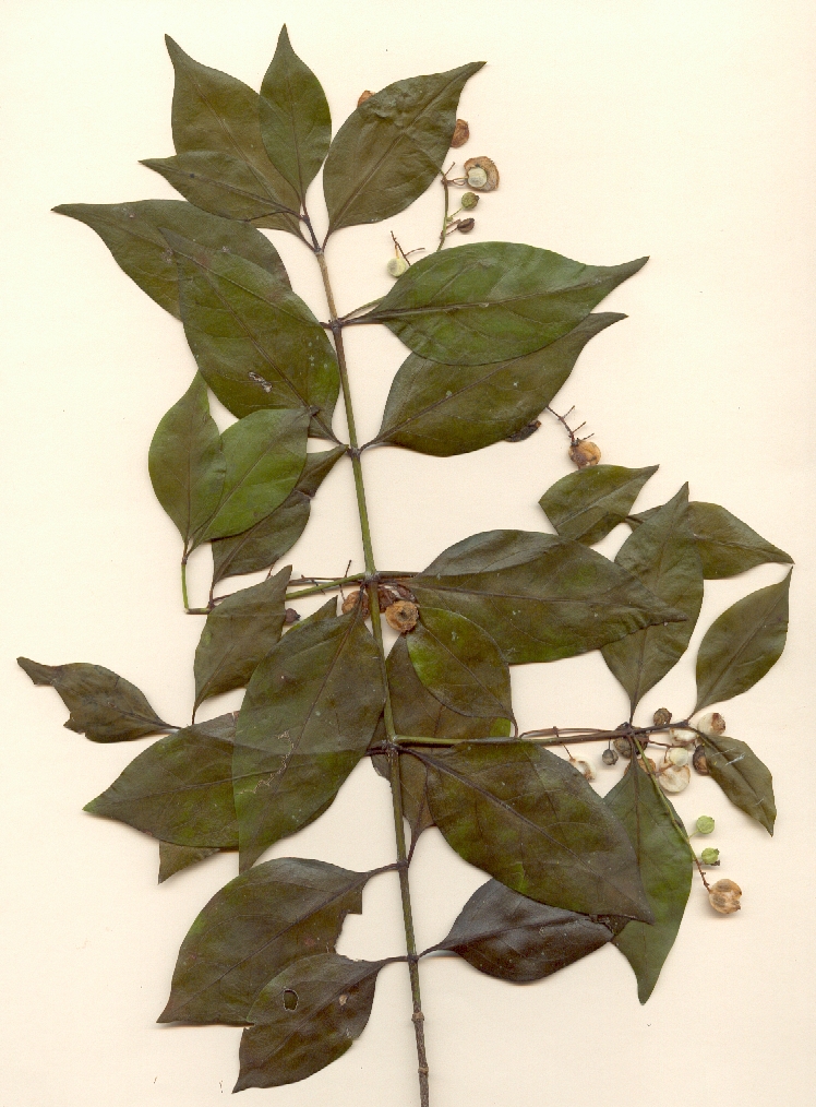 Chiococca alba