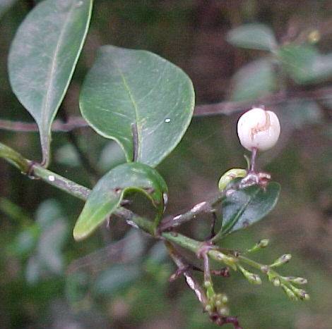 Chiococca alba