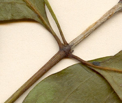 Chiococca alba, stipules