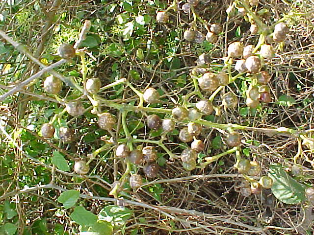Cissus sicyoides