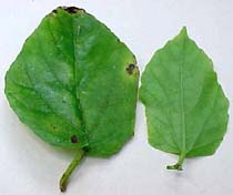 Cissus sicyoides