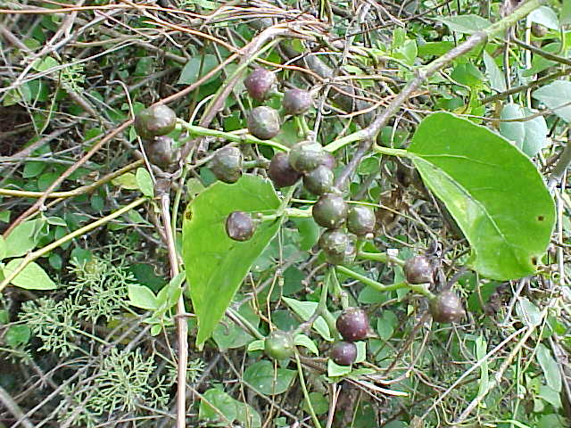 Cissus sicyoides
