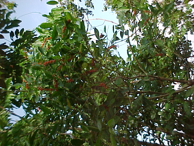 Citharexylum spinosum