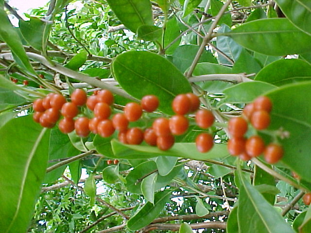 Citharexylum spinosum, frutos