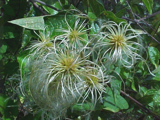 Clematis dioica