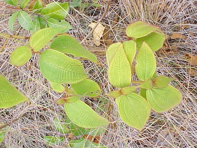Clidemia capitellata