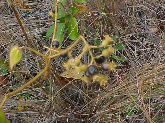 Clidemia capitellata, frutos