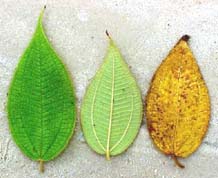 Clidemia capitellata