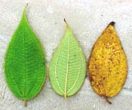 Clidemia capitellata