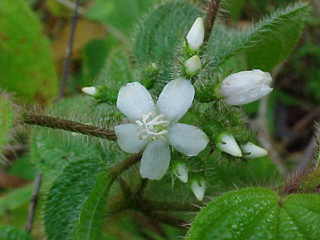 Clidemia hirta, flor y botones
