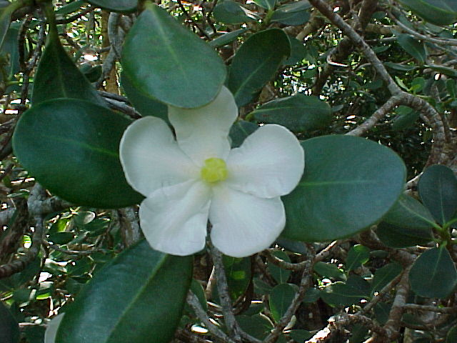Clusia brittonii, flower