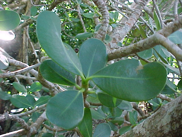 Clusia brittonii, leaves