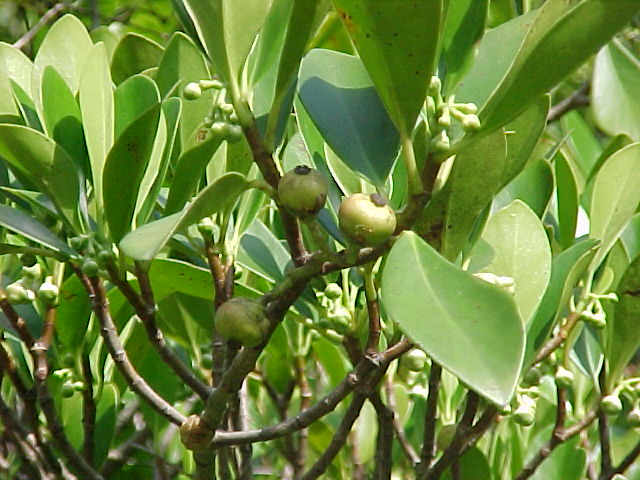 Clusia minor, fruit and branches