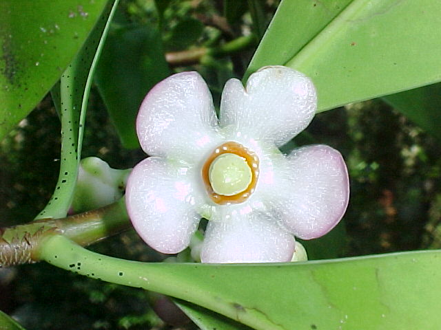 Clusia minor, flower