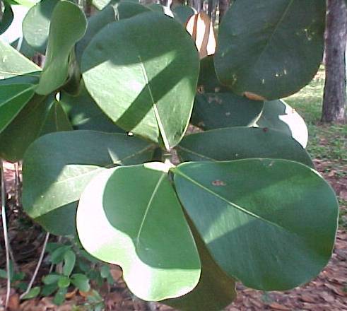 Clusia rosea, living leaves
