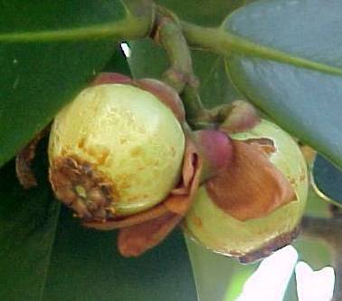 Clusia rosea, fruit