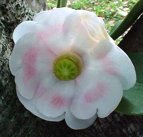 Clusia rosea, flower