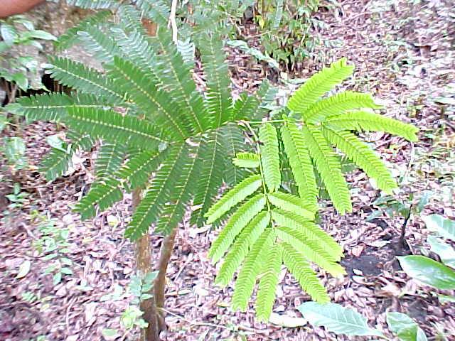 Cojoba arborea, branches