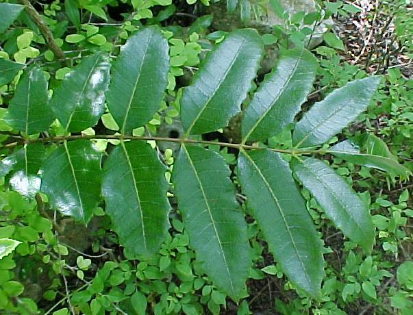 Comocladia dentata, leaf